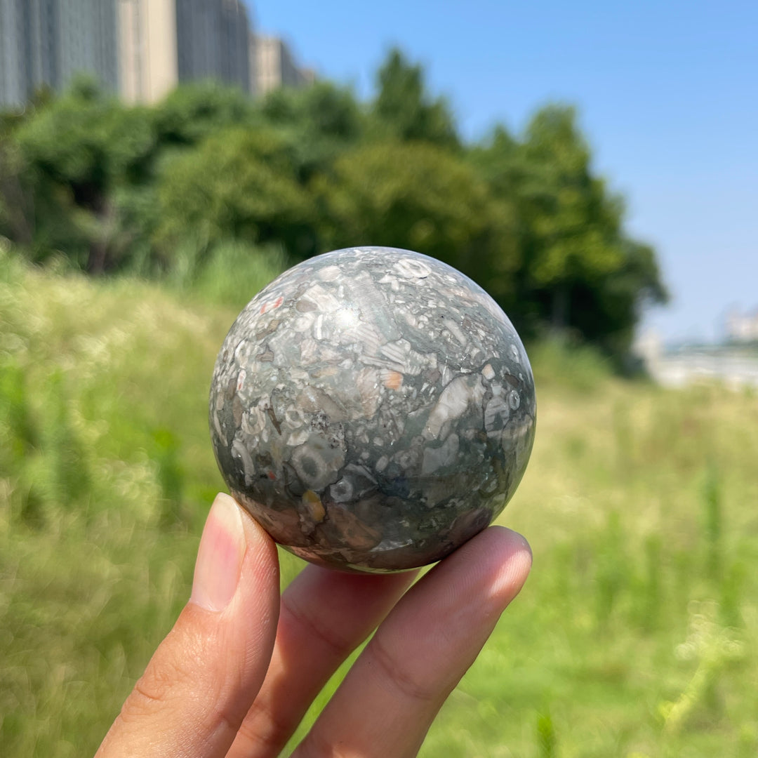 Natural Crystal Crinoid Fossil Sphere