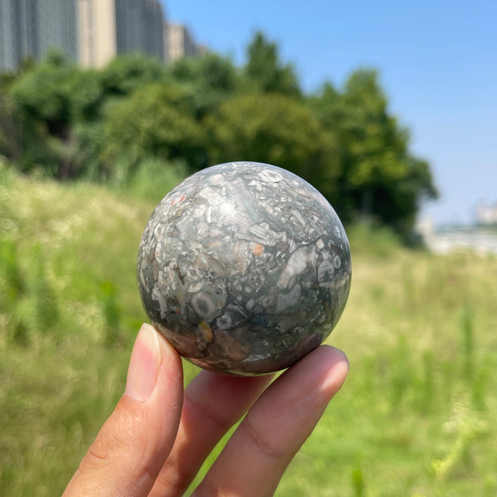 Natural Crystal Crinoid Fossil Sphere