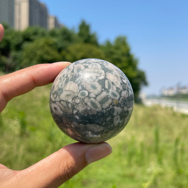 Natural Crystal Crinoid Fossil Sphere
