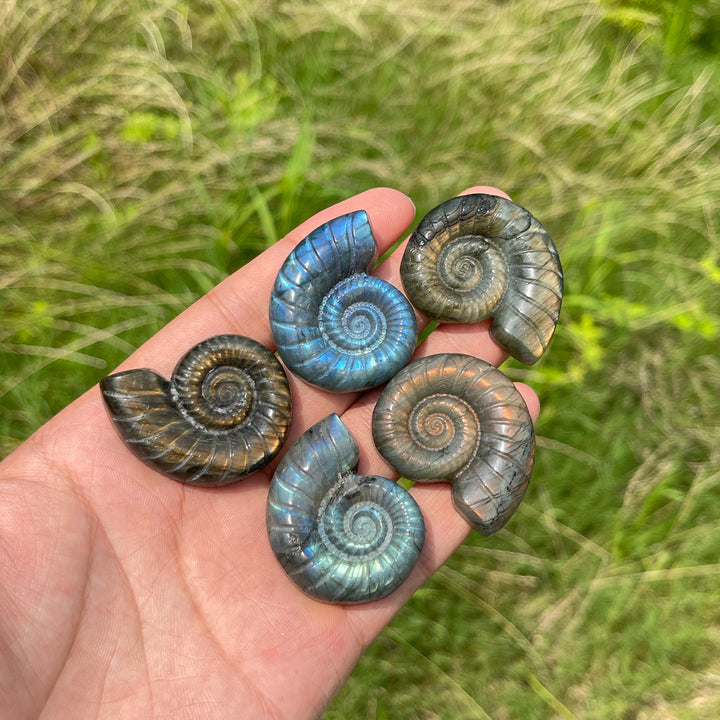 Escultura de Cristal Natural de Ammonite de Labradorita