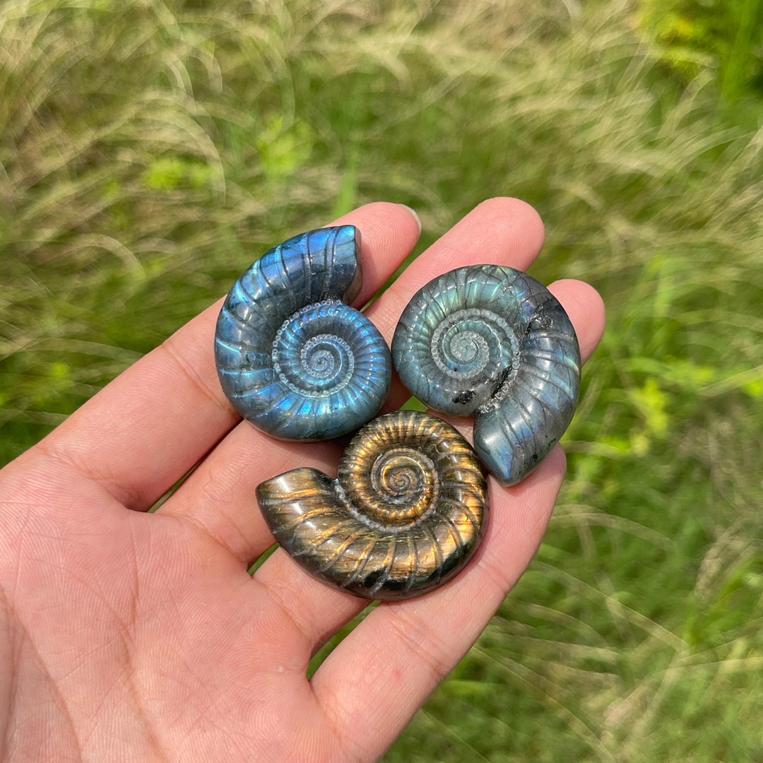 Escultura de Cristal Natural de Ammonite de Labradorita