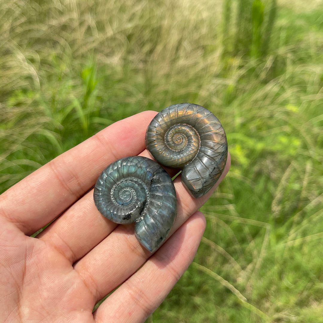 Escultura de Cristal Natural de Ammonite de Labradorita