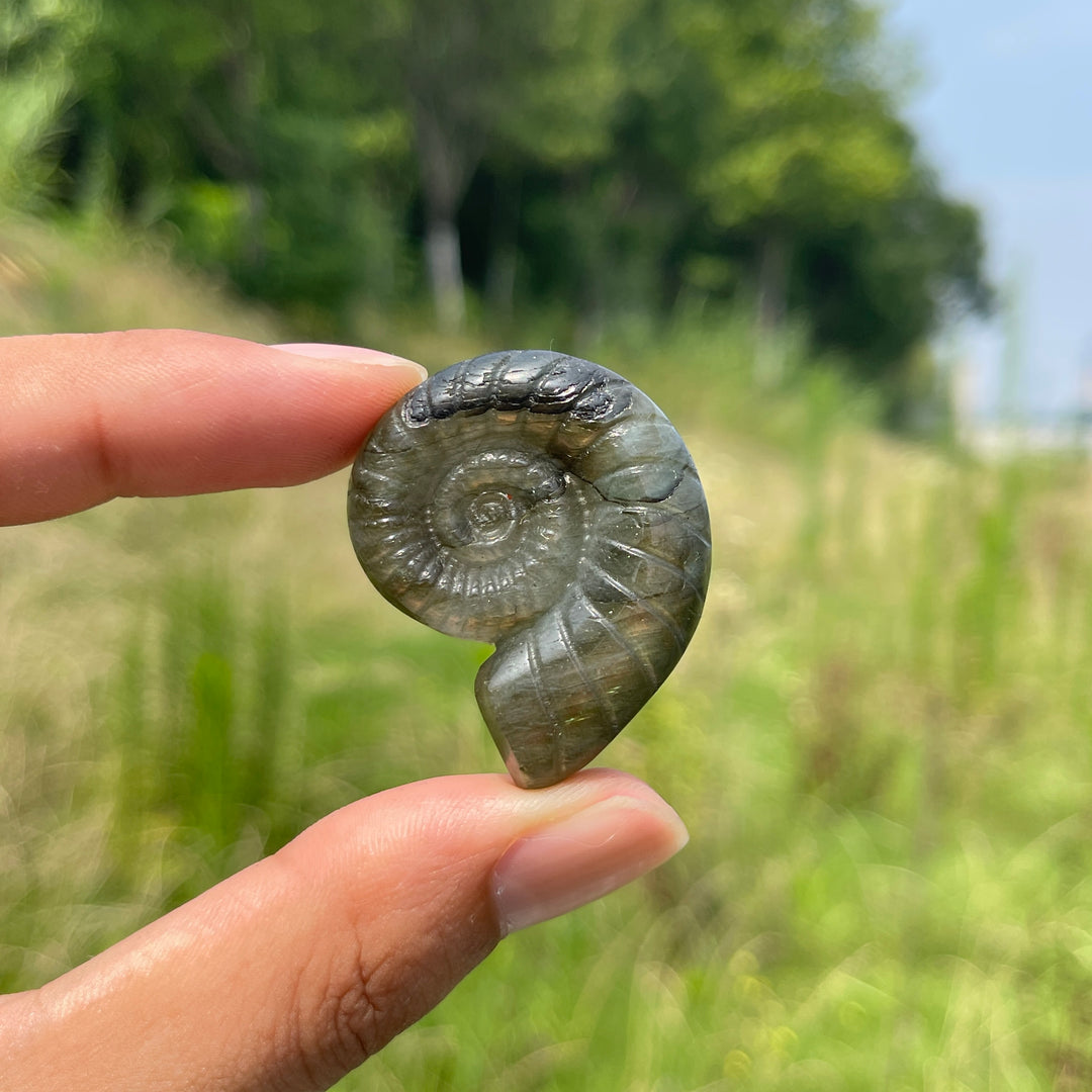 Escultura de Cristal Natural de Ammonite de Labradorita