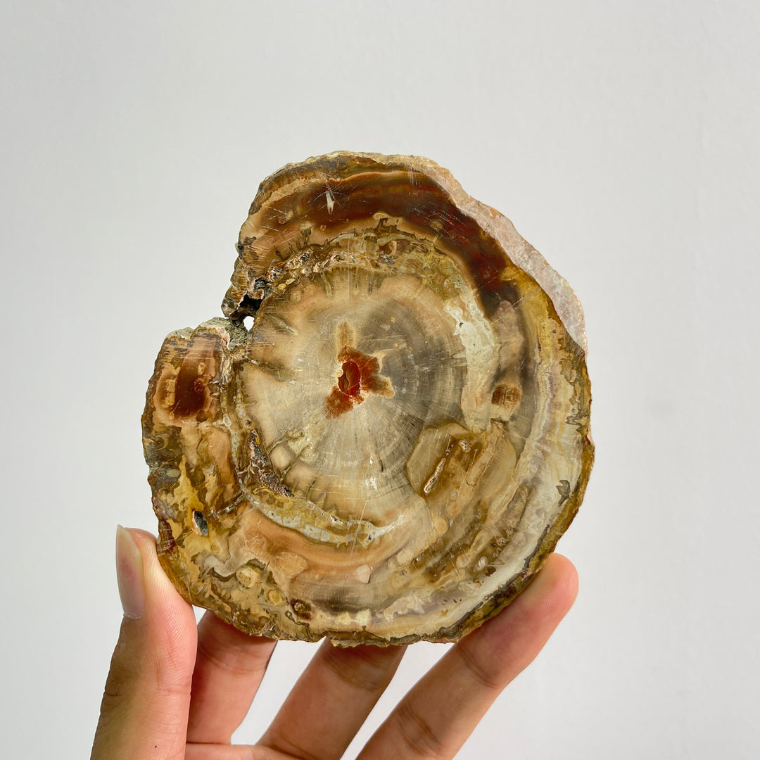 Rebanada de madera petrificada de cristal natural única