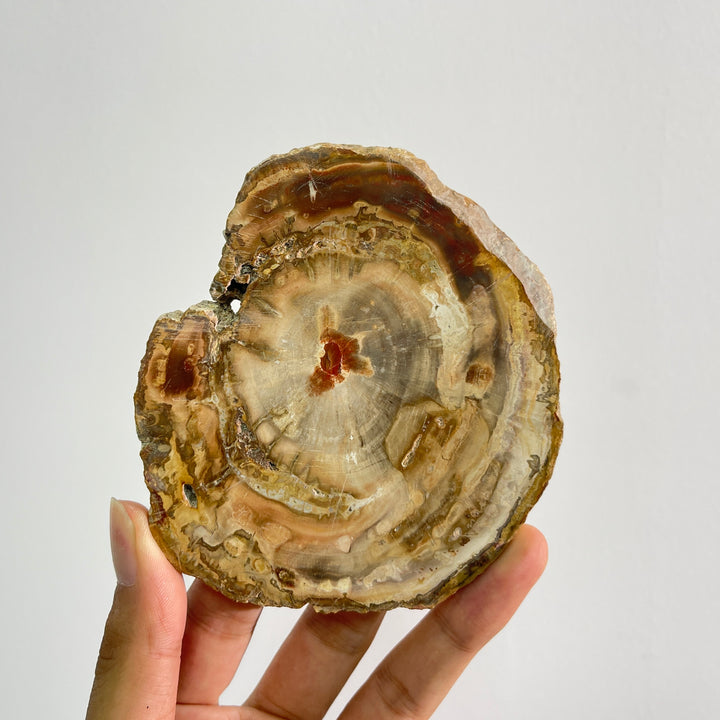 Rebanada de madera petrificada de cristal natural única