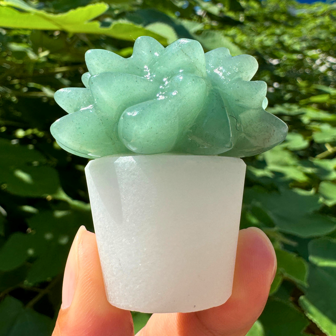 Plantes succulentes en cristal