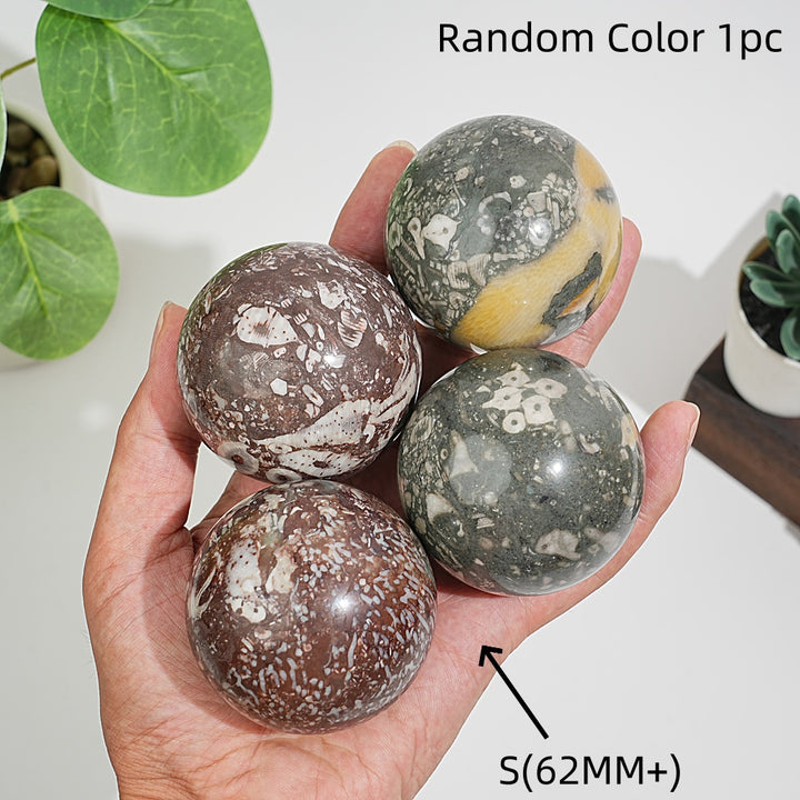 Natural Crystal Round Crinoid Fossil Sphere