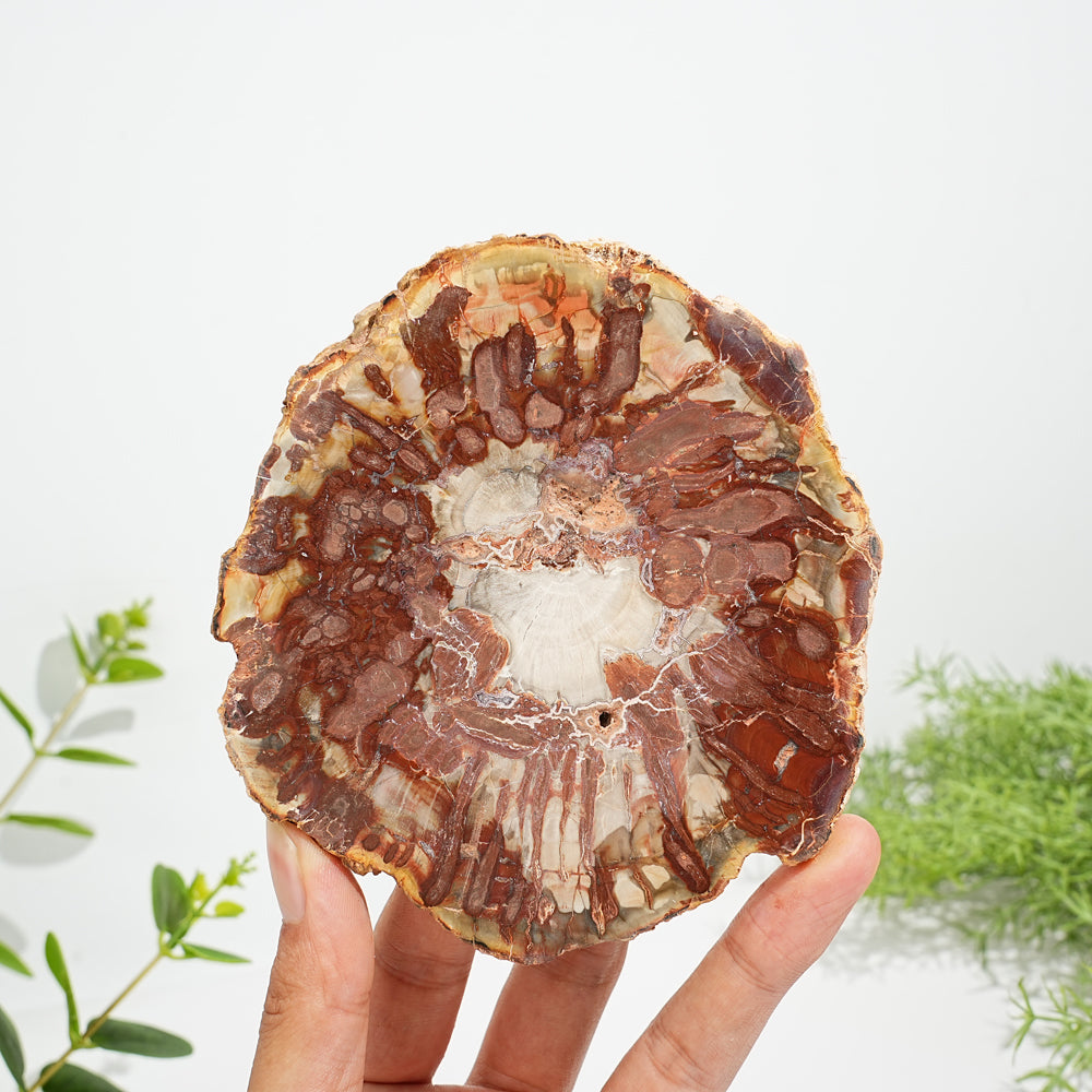 Unique,Natural Crystal Petrified Wood Slice