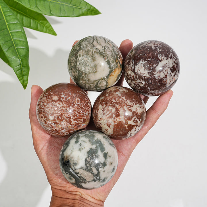 Natural Crystal Round Crinoid Fossil Sphere