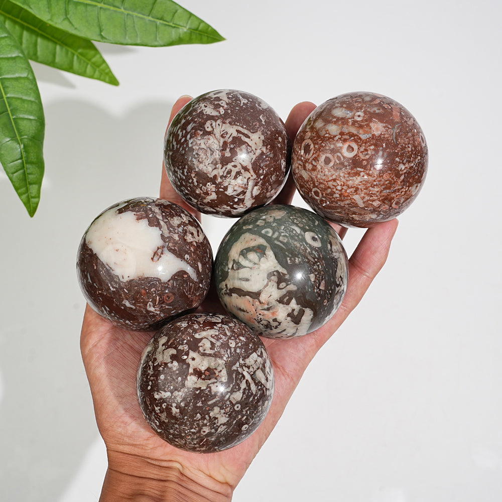 Natural Crystal Round Crinoid Fossil Sphere