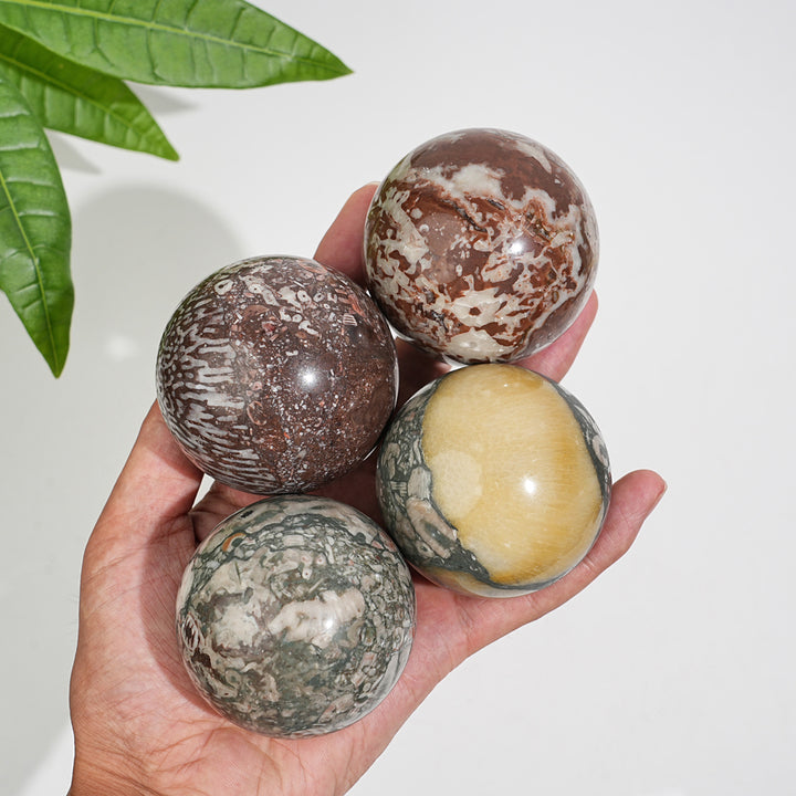 Natural Crystal Round Crinoid Fossil Sphere