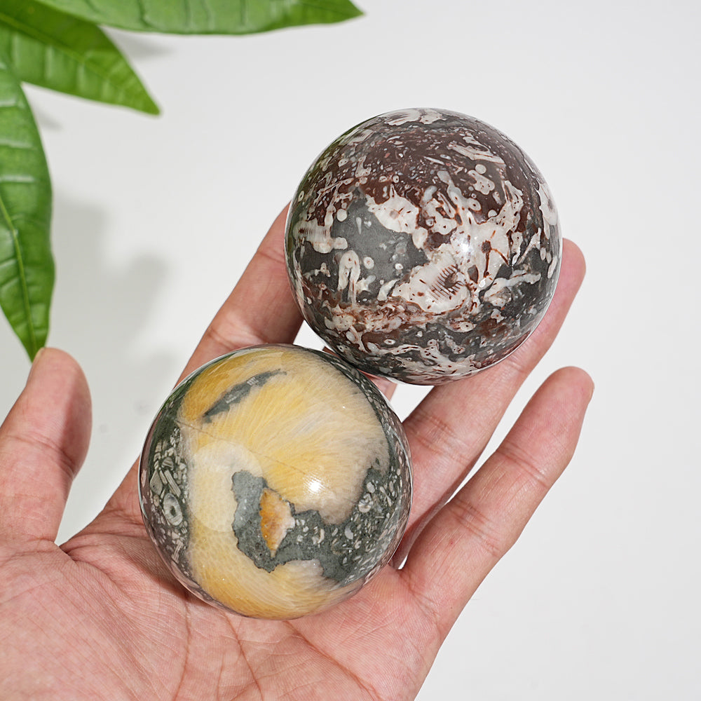 Natural Crystal Round Crinoid Fossil Sphere