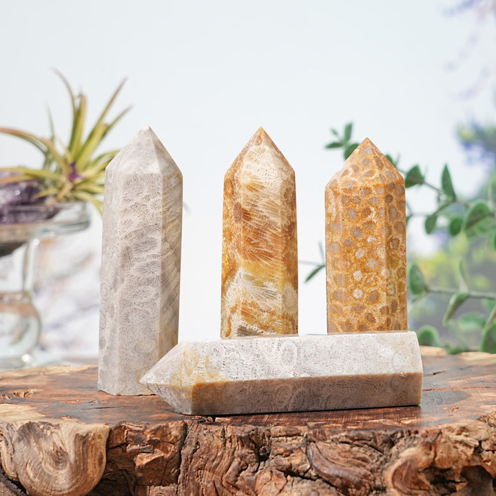 Natural Coral Fossil Point