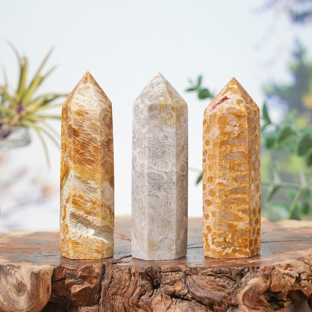 Natural Coral Fossil Point