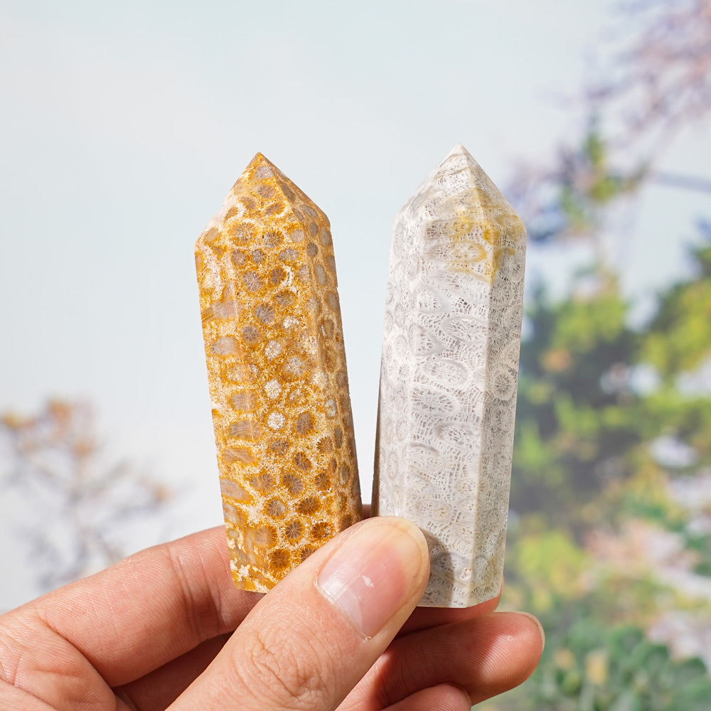 Natural Coral Fossil Point