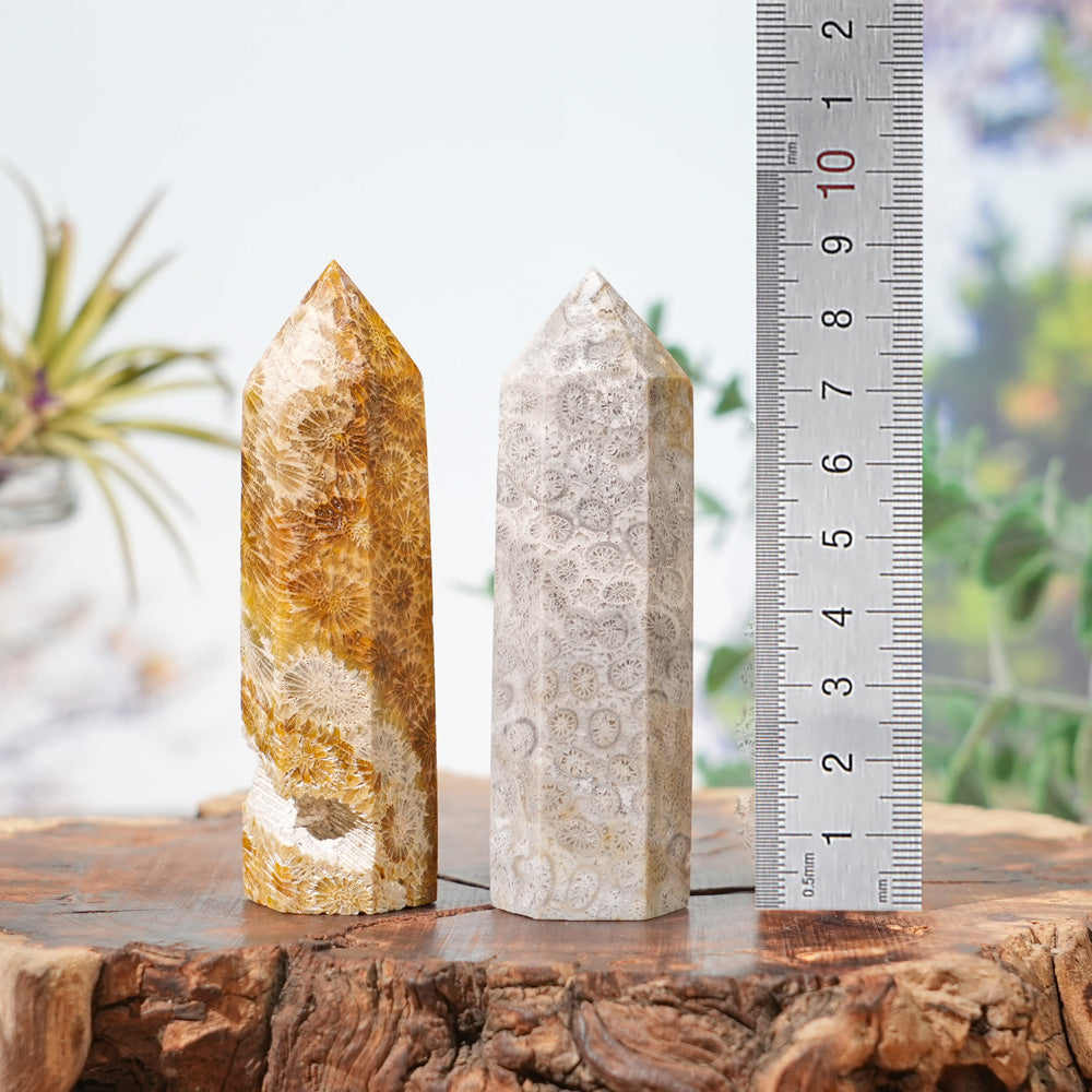 Natural Coral Fossil Point