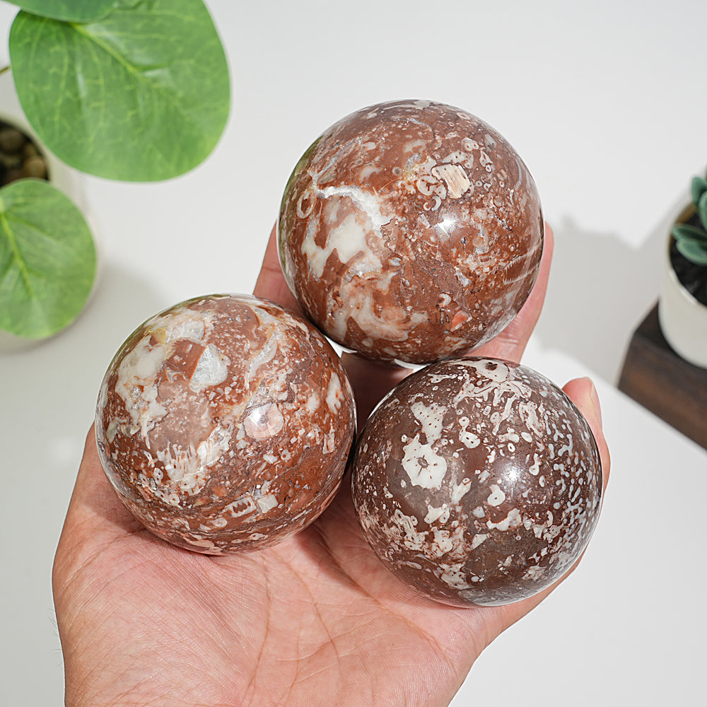 Natural Crystal Round Crinoid Fossil Sphere