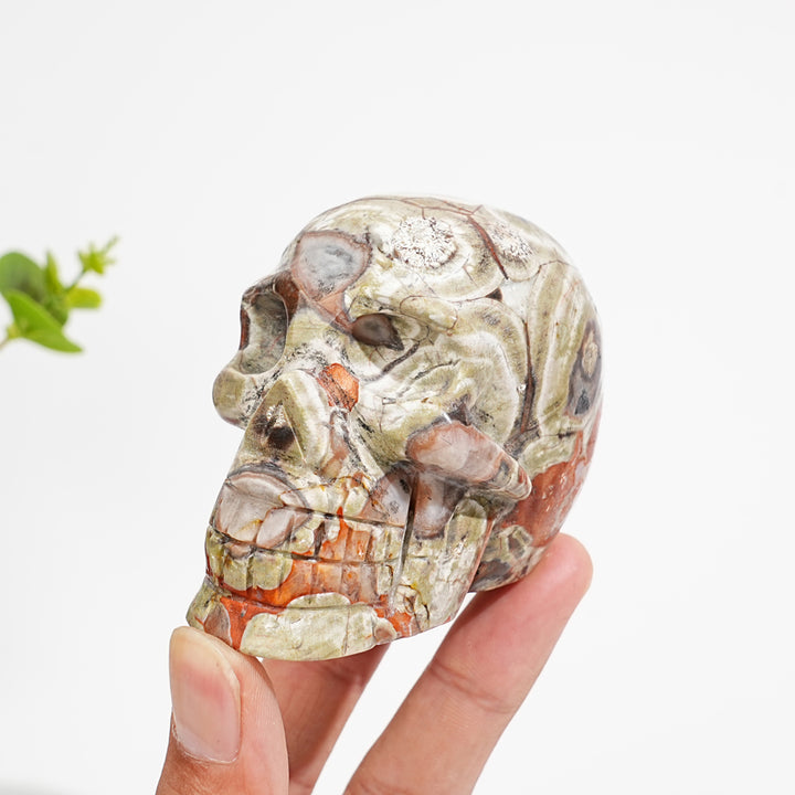 Unique,Natural Money Agate Skull Carving