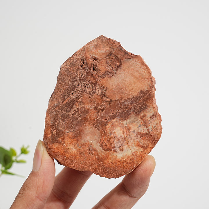 Einzigartige, natürliche Scheibe aus versteinertem Holz