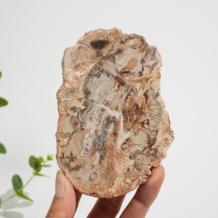 Einzigartige, natürliche Scheibe aus versteinertem Holz