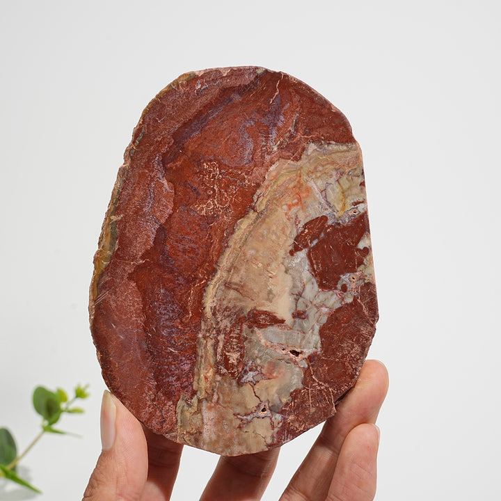 Einzigartige, natürliche Scheibe aus versteinertem Holz