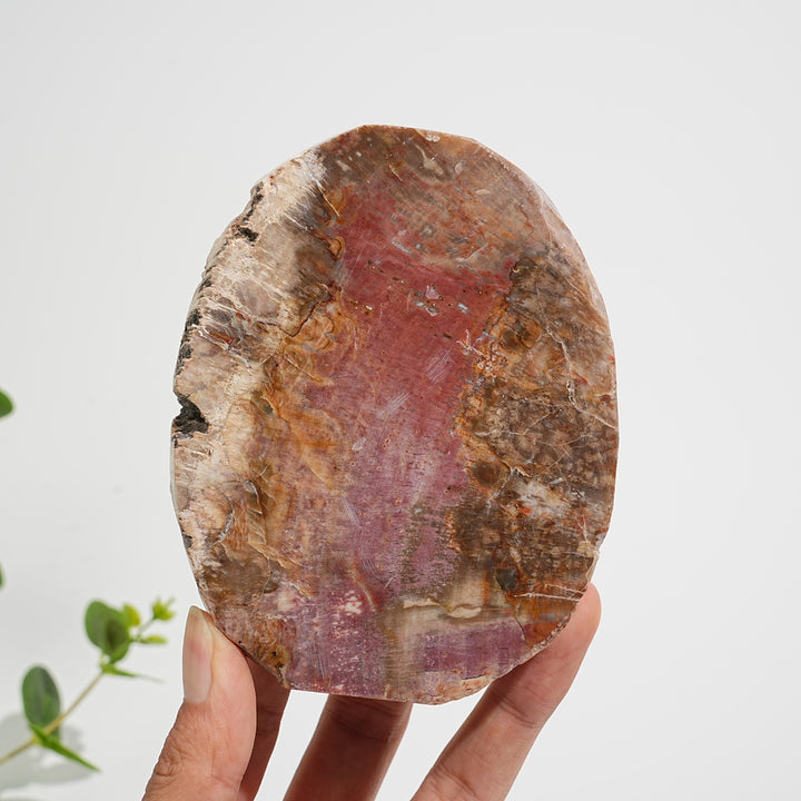 Einzigartige, natürliche Scheibe aus versteinertem Holz