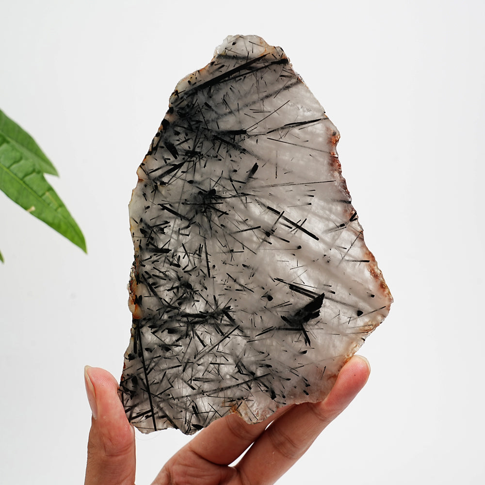 Unique,Natural Crystal Black Tourmaline In Quartz Slice