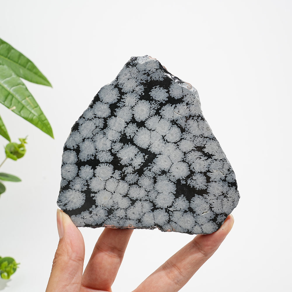 Unique,A Slightly Imperfect Natural Crystal Snowflake Obsidian Slice