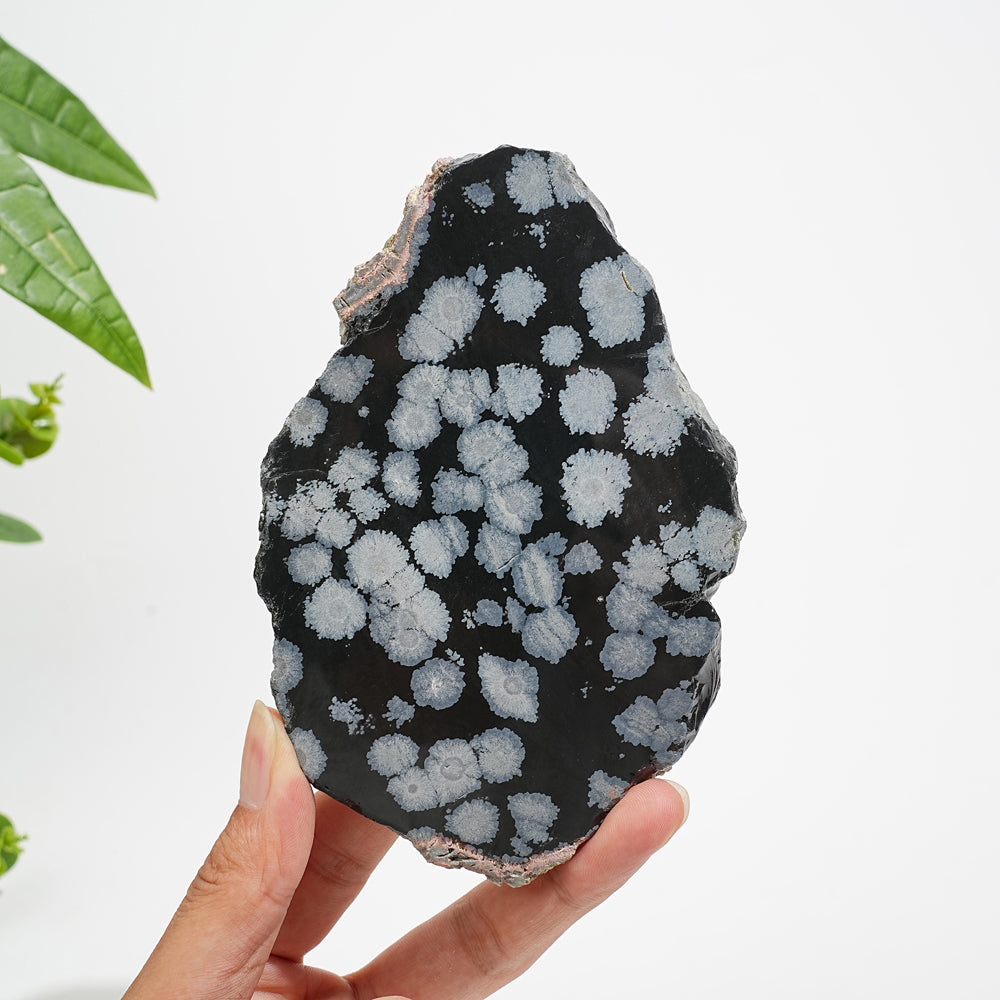 Unique,A Slightly Imperfect Natural Crystal Snowflake Obsidian Slice