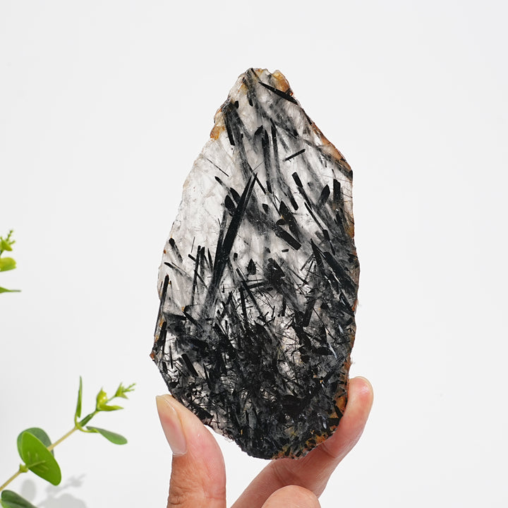 Unique,Natural Crystal Black Tourmaline In Quartz Slice