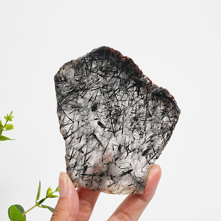 Unique,Natural Crystal Black Tourmaline In Quartz Slice