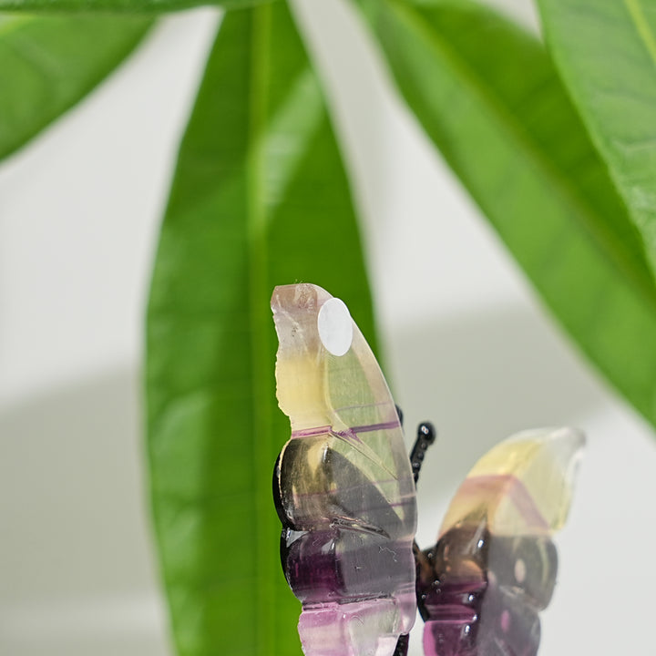 A Slightly Imperfect Natural Fluorite Cat Chasing Butterfly Display Ornament