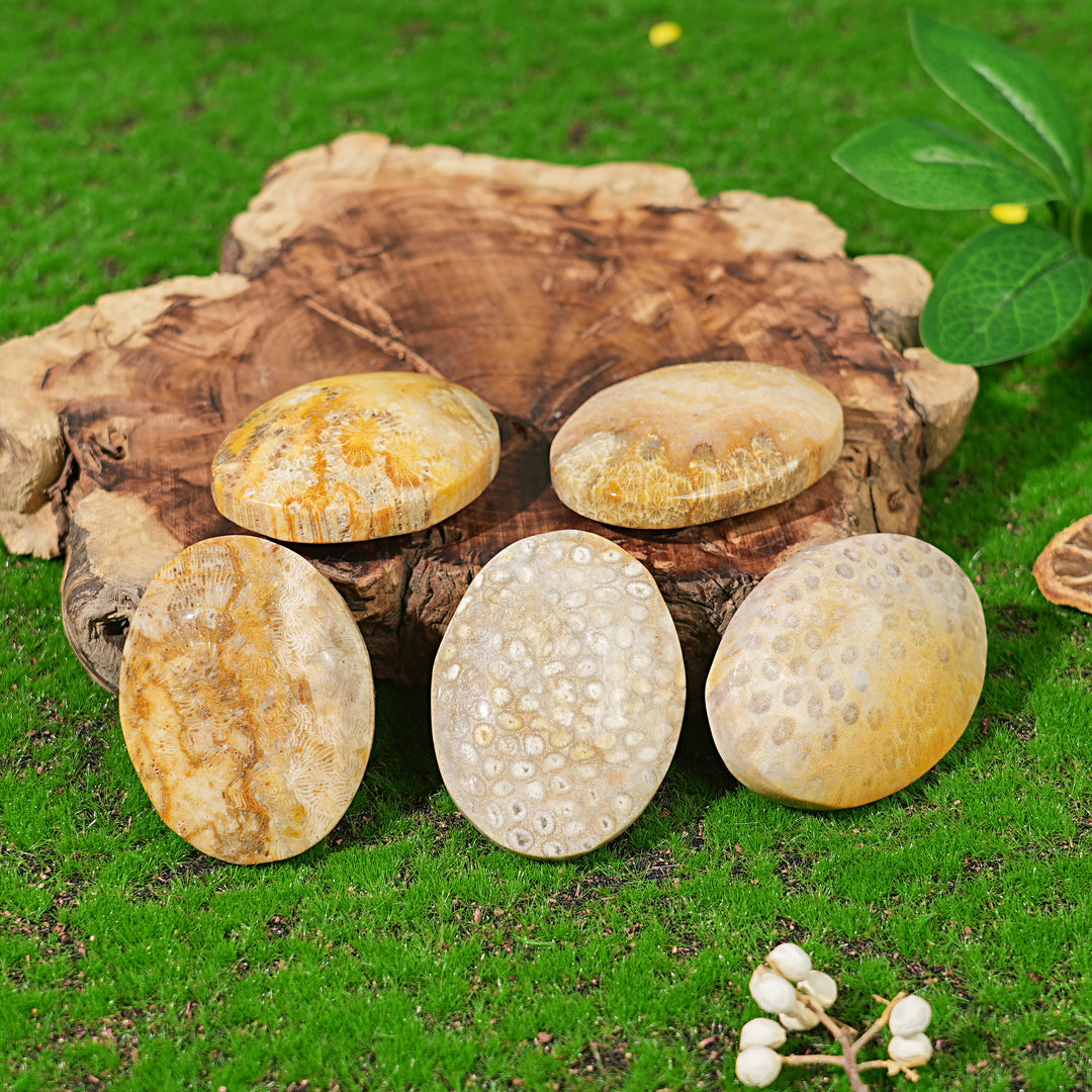 Natural Coral Fossil Palm