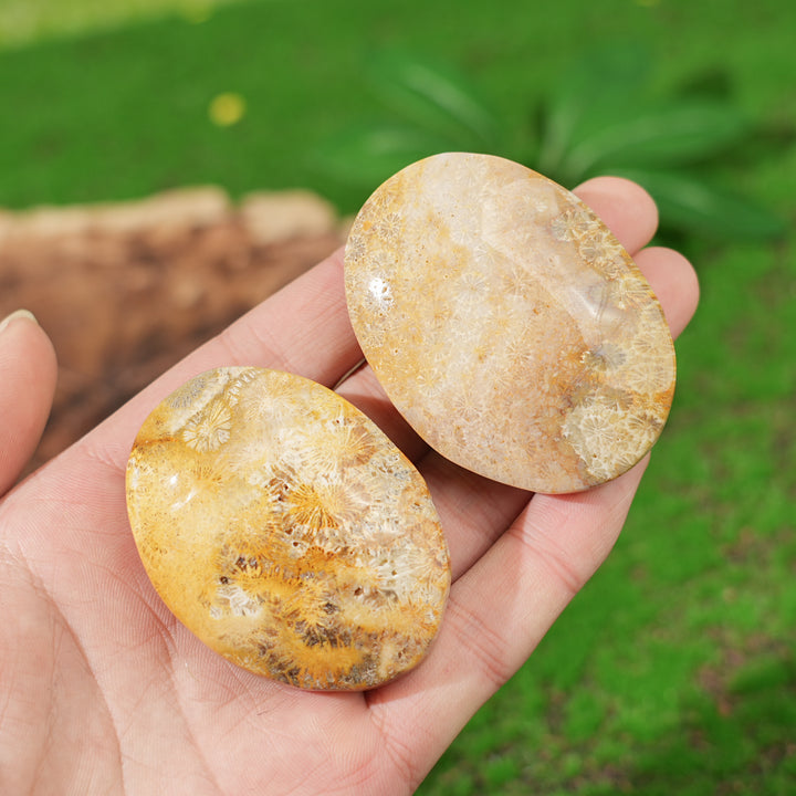 Natural Coral Fossil Palm