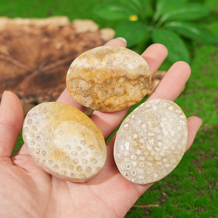 Natural Coral Fossil Palm