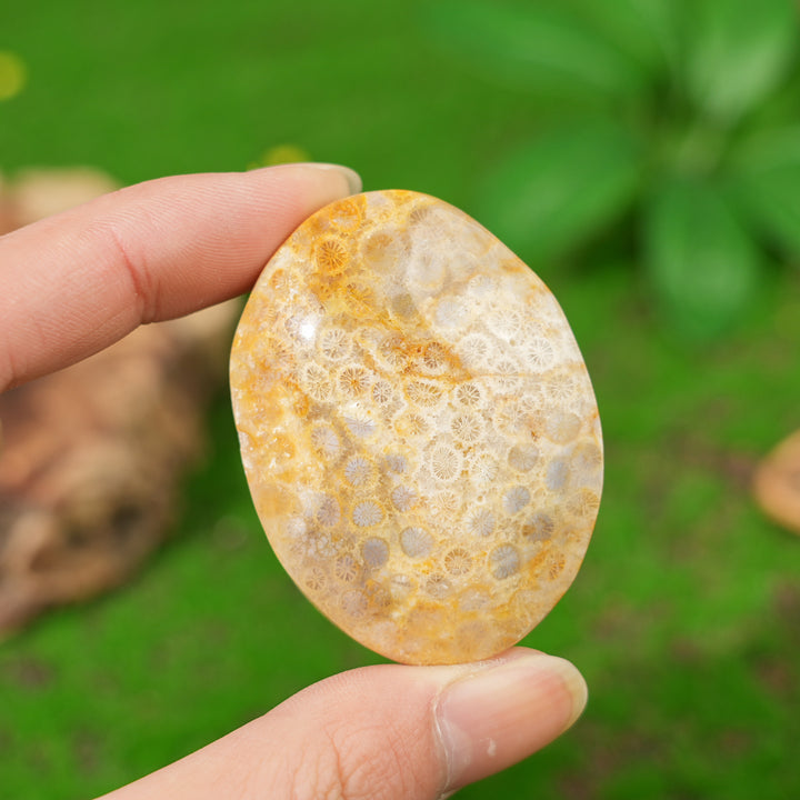 Natural Coral Fossil Palm