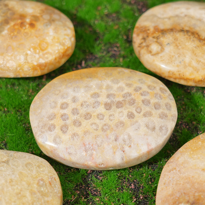 Natural Coral Fossil Palm