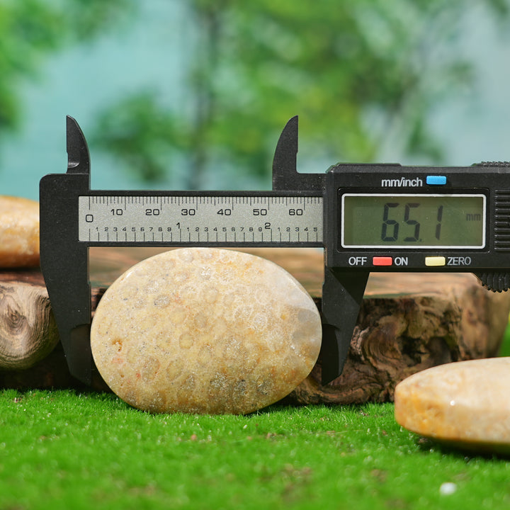 Natural Coral Fossil Palm