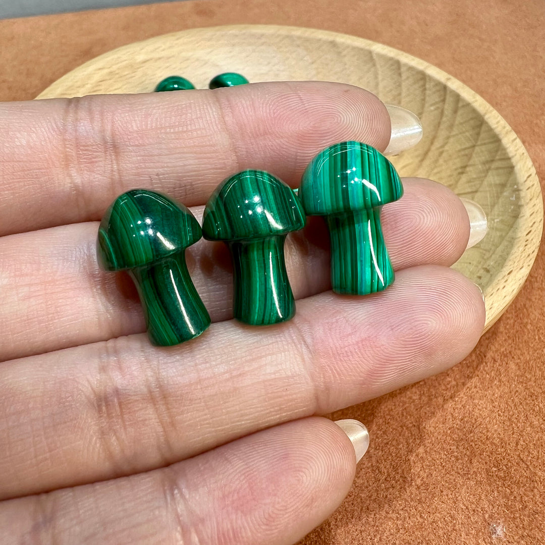 Mini-champignon malachite