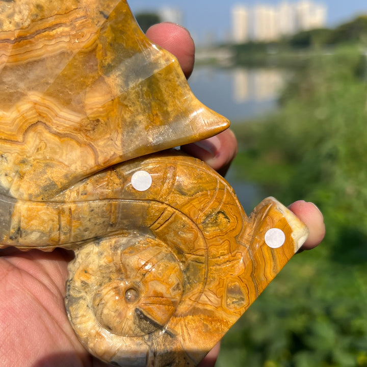 Crazy Agate Hippocampus