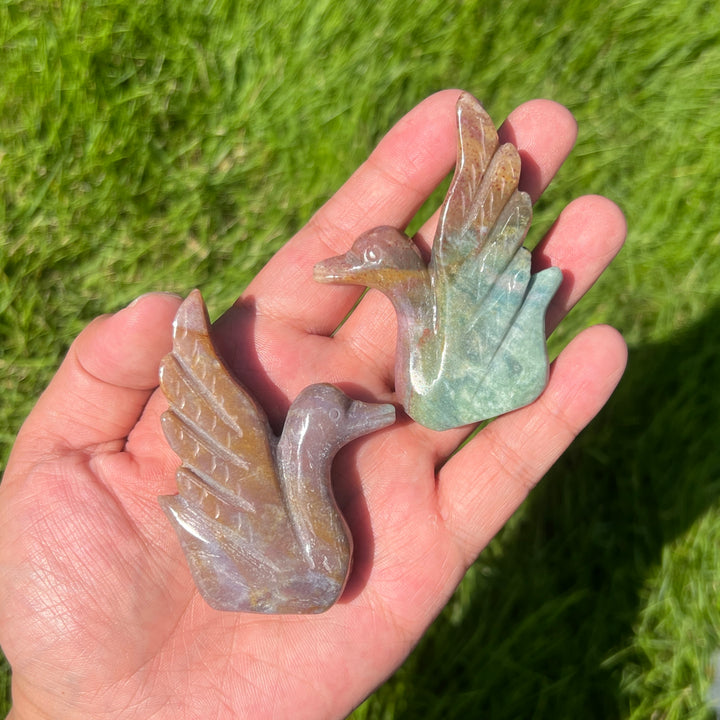 Ocean Jasper Swan
