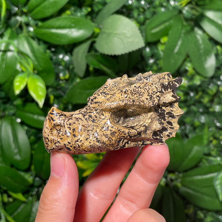 Picture Jasper Dragon Skull