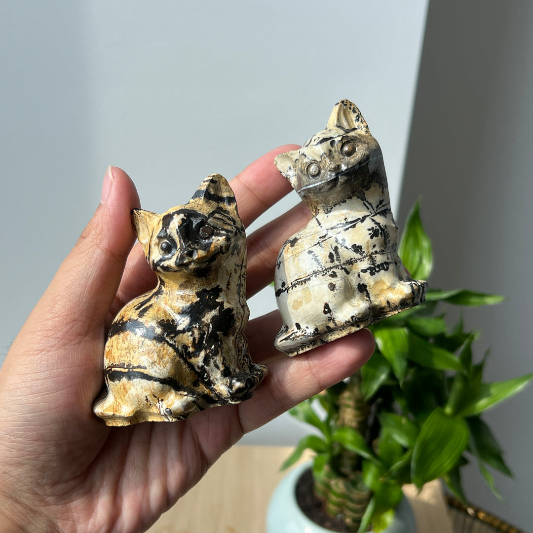 Picture Jasper Cat