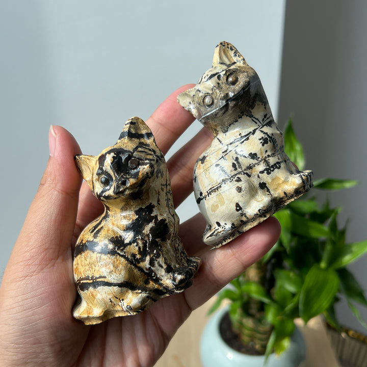 Picture Jasper Cat
