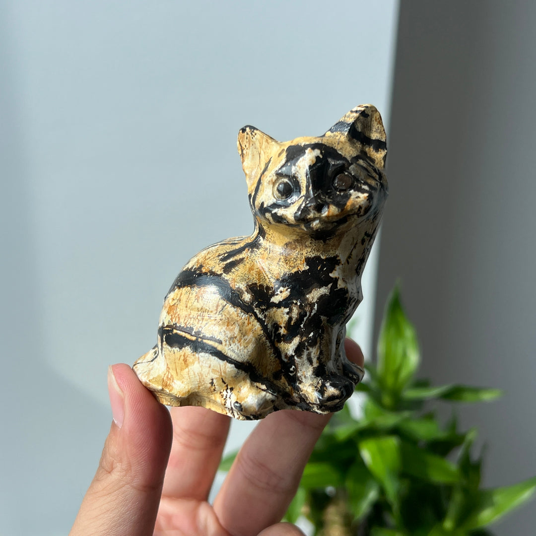 Picture Jasper Cat