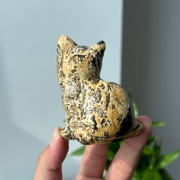 Picture Jasper Cat