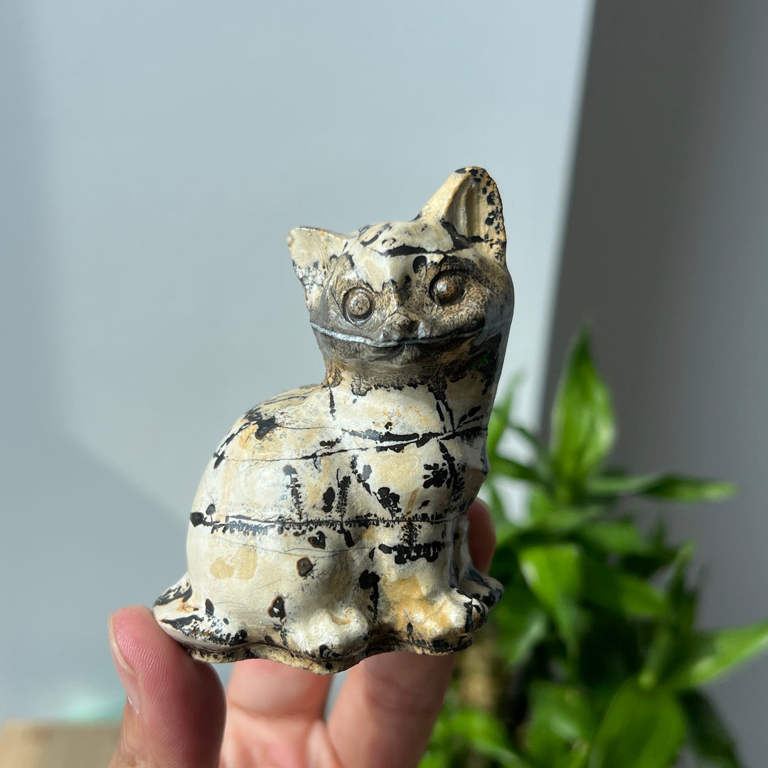 Picture Jasper Cat