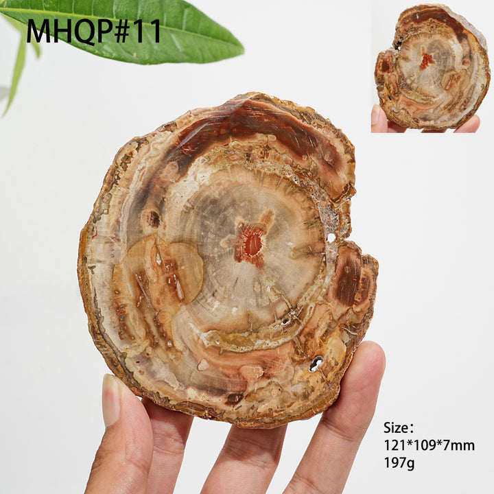Rebanada de madera petrificada de cristal natural única