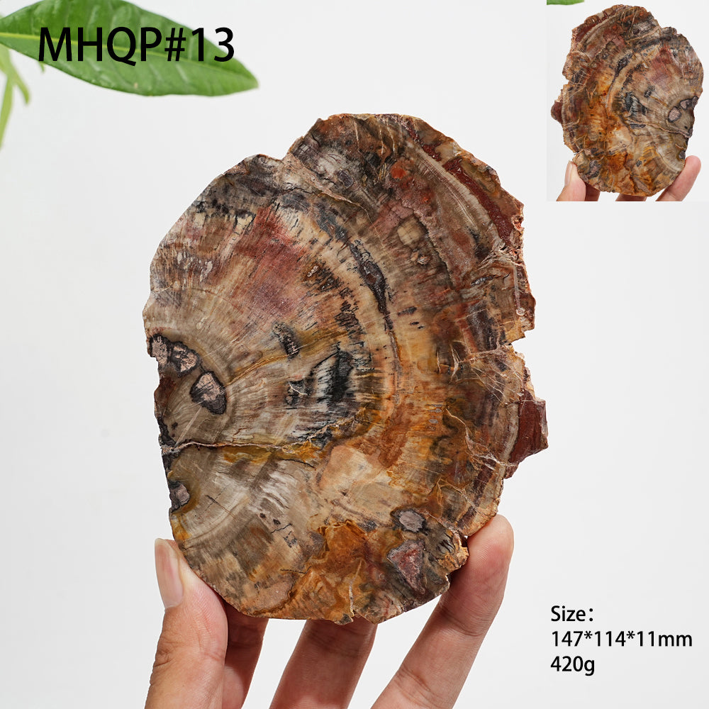 Rebanada de madera petrificada de cristal natural única