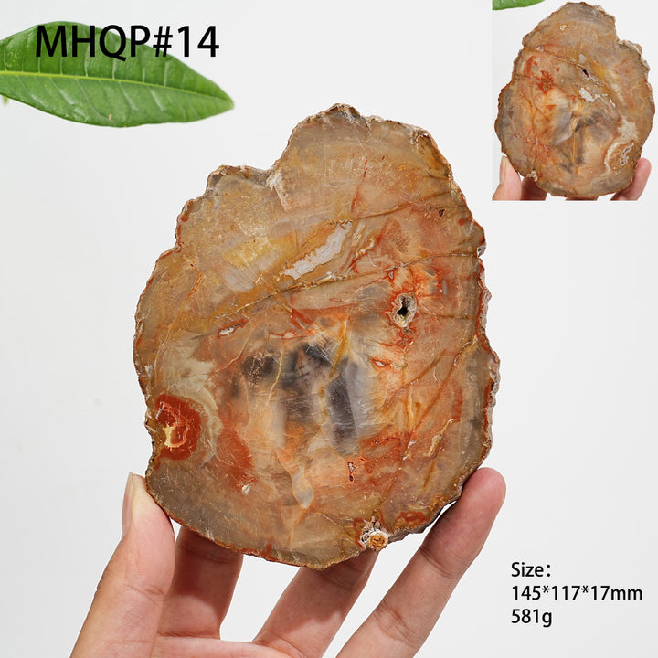 Rebanada de madera petrificada de cristal natural única